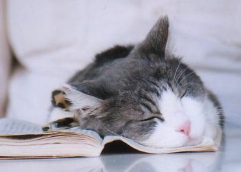 Tips Anti Ngantuk Saat Membaca, Dijamin Efektif!