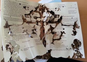 Tips Rawat Buku Agar Jauh dari Rayap