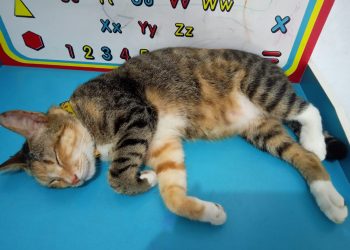 Jangan Mengaku Pecinta Kucing Kalau Belum Baca 10 Buku Ini